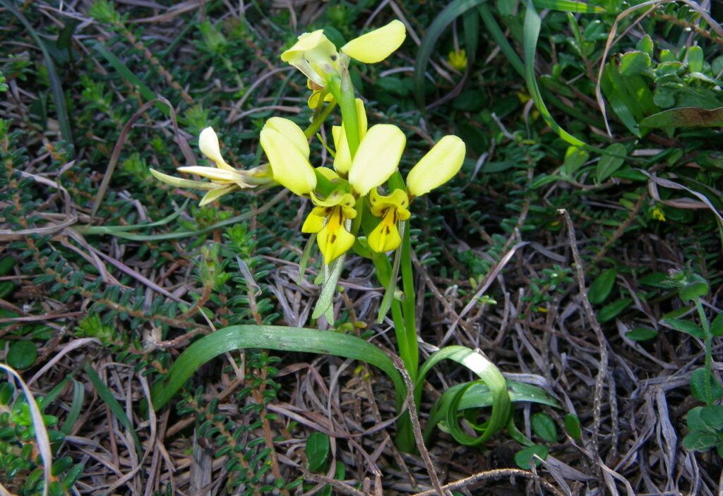 Diuris curta