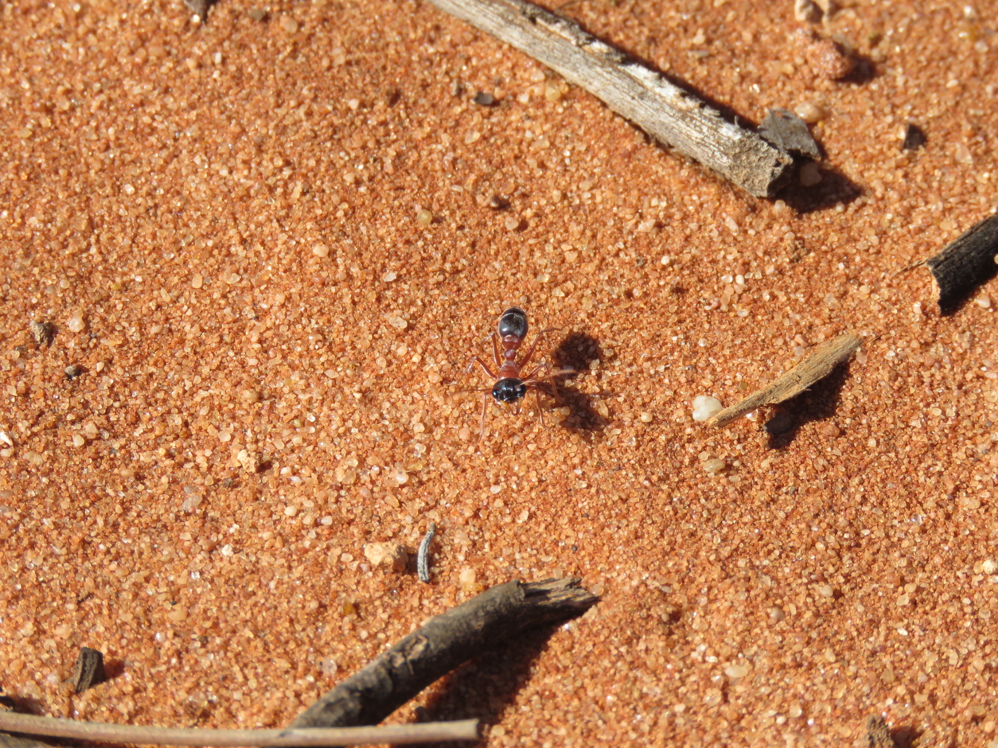 Myrmecia cephalotes