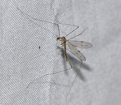 Antocha australiensis