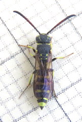 Sapygidae