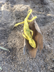 Chamaeleo chamaeleon