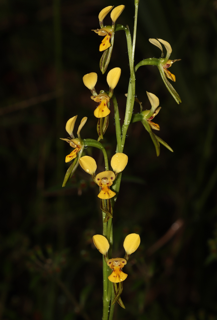 Diuris disposita