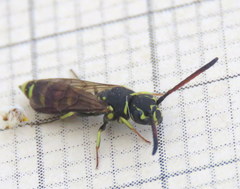 Sapygidae
