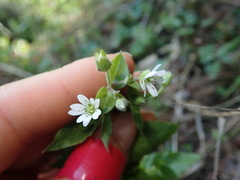 Stellaria neglecta