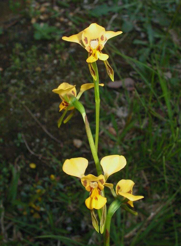 Diuris flavescens
