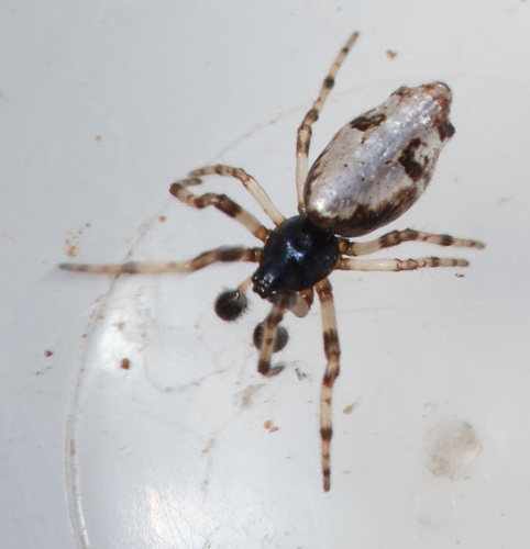 Common Garbage-Line Web Spider