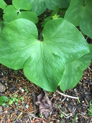 Hepatica americana