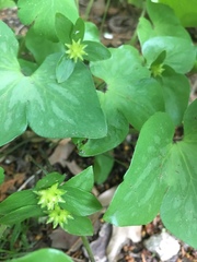 Hepatica americana