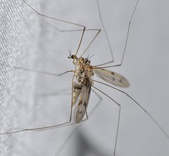 Antocha australiensis