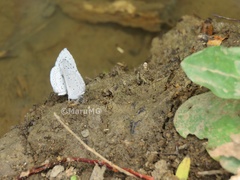 Celastrina echo gozora