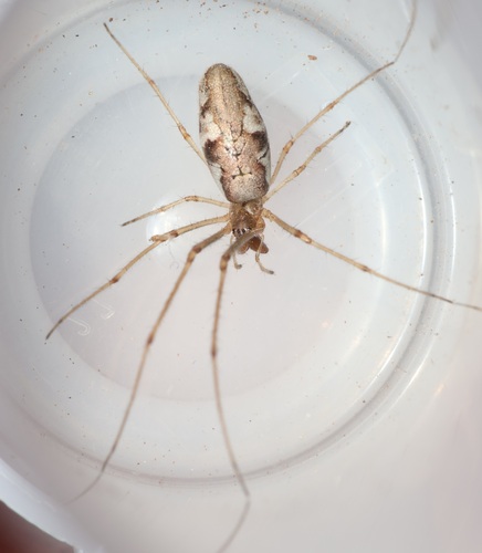 Tetragnatha intermedia