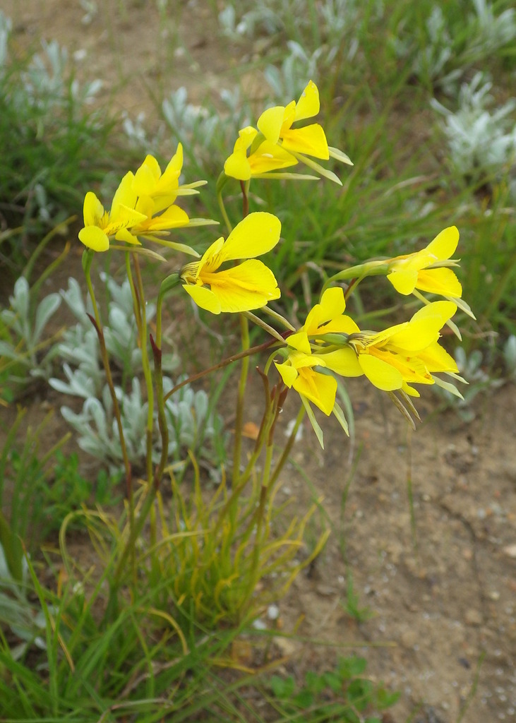 Diuris gregaria