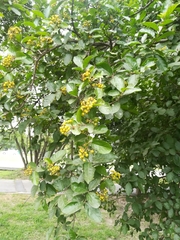 Ehretia anacua