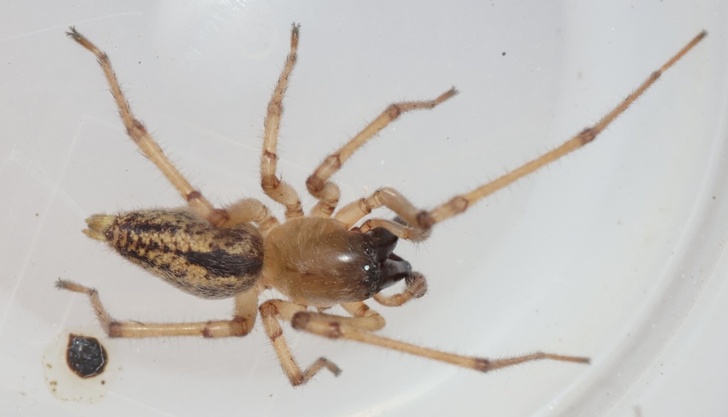 Cheiracanthium annulipes