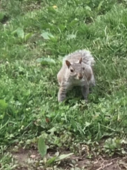 Sciurus carolinensis