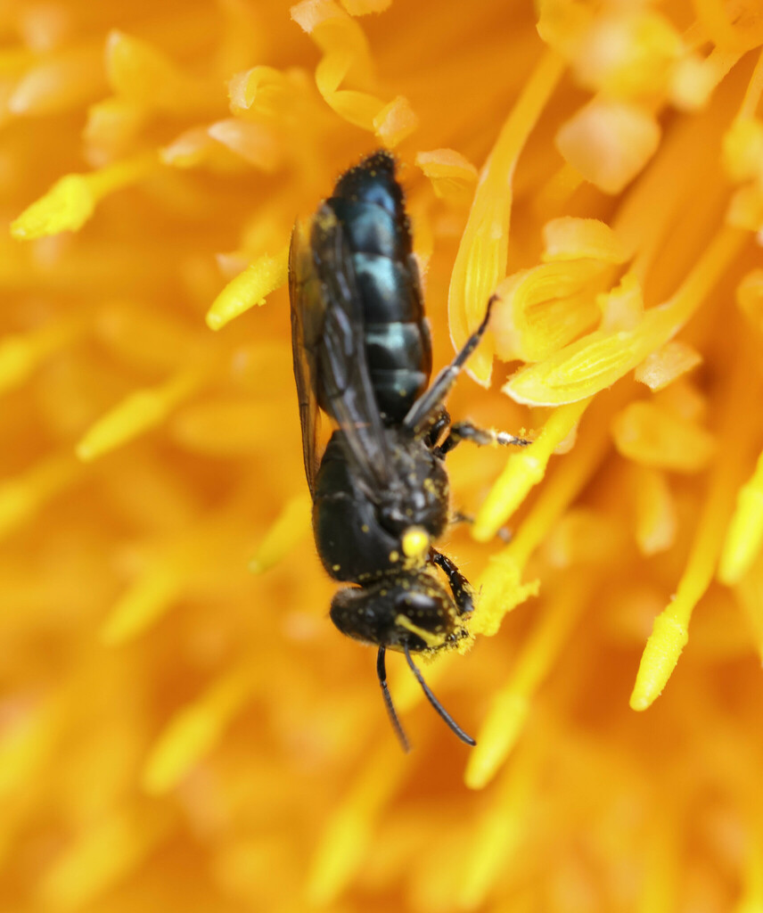 Banksia Masked Bee from Perth WA, Australia on May 12, 2024 at 11:54 AM ...