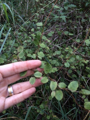 Muehlenbeckia australis × complexa