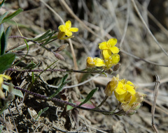 Physaria arenosa
