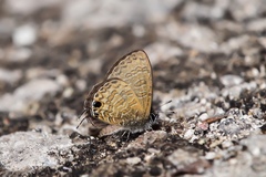 Prosotas nora superdates