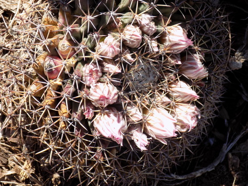 little nipple cactus