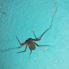Phrynus operculatus