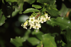Escallonia illinita