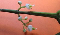 Calophyllum brasiliense