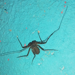 Phrynus operculatus