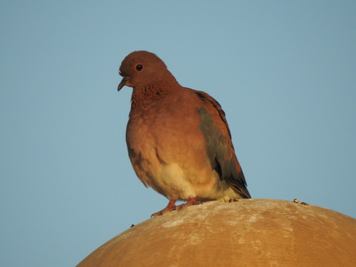 Laughing Dove