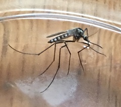 Aedes triseriatus