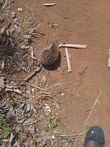 ヨツユビハリネズミ