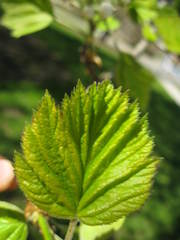 Crataegus phaenopyrum