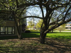 Crataegus phaenopyrum