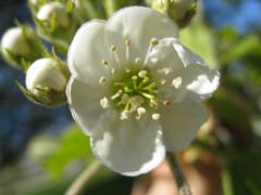 Crataegus phaenopyrum