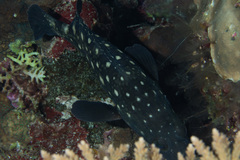 Epinephelus coeruleopunctatus