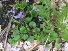 Rostratae