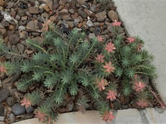 Myrsiniteae