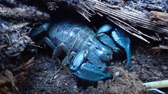 Urodacus planimanus
