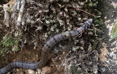 Travancore Kukri Snake photo 2