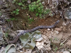 Travancore Kukri Snake photo 1