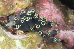 Clavelina robusta