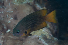 Pomacentrus philippinus