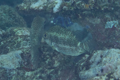 Siganus spinus