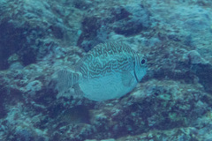 Siganus spinus