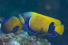 Pomacanthus navarchus