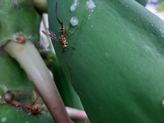 Toxotrypana curvicauda