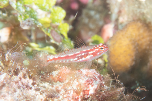 Hairfin dwarfgoby (Eviota prasites) — Gobiidae — 4