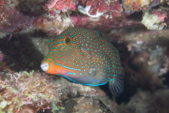Canthigaster papua