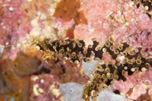 Epizoanthus illoricatus