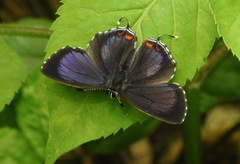 Heliophorus delacouri